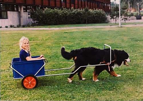 Dog trailer | Dog pulling child on wheels | Nordic Cab