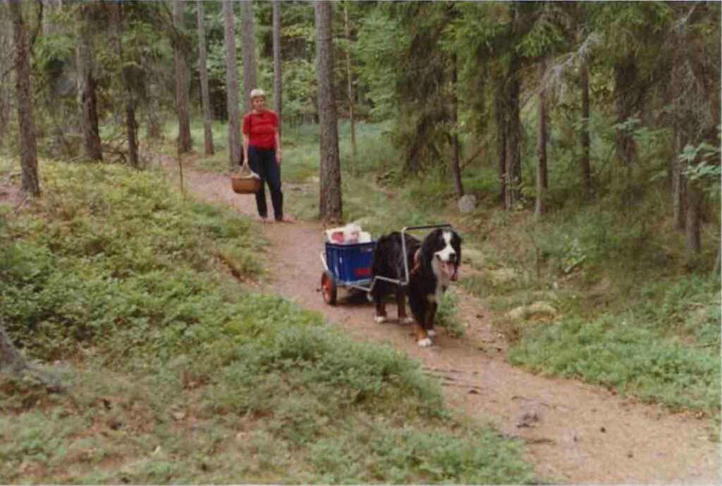 Retro picture dog pulling trailer with cargo in woods