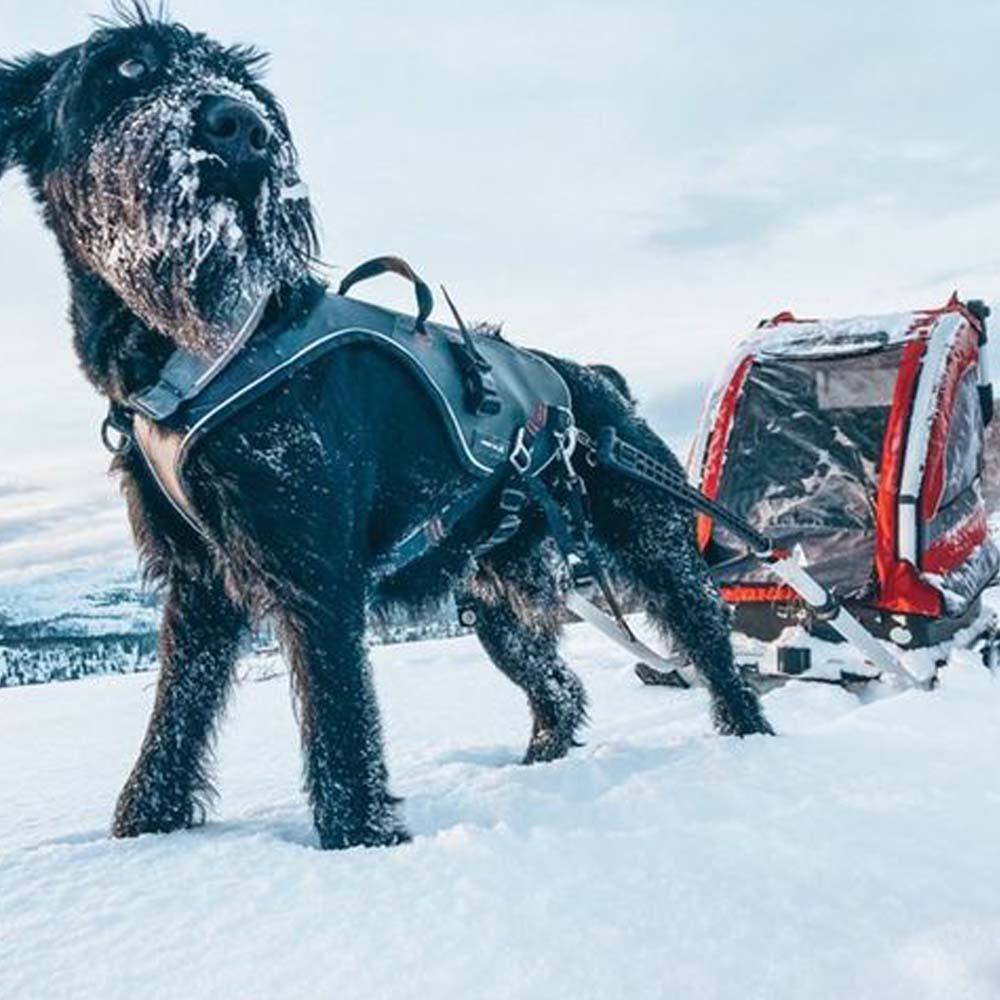 pulk og hund som trekker i vinterlandskap
