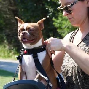 small Dog carrier with harness | Buddyrider