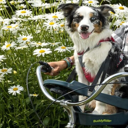 Buddyrider Dog Bike Carrier Perfect Fit for Small to Medium Dogs