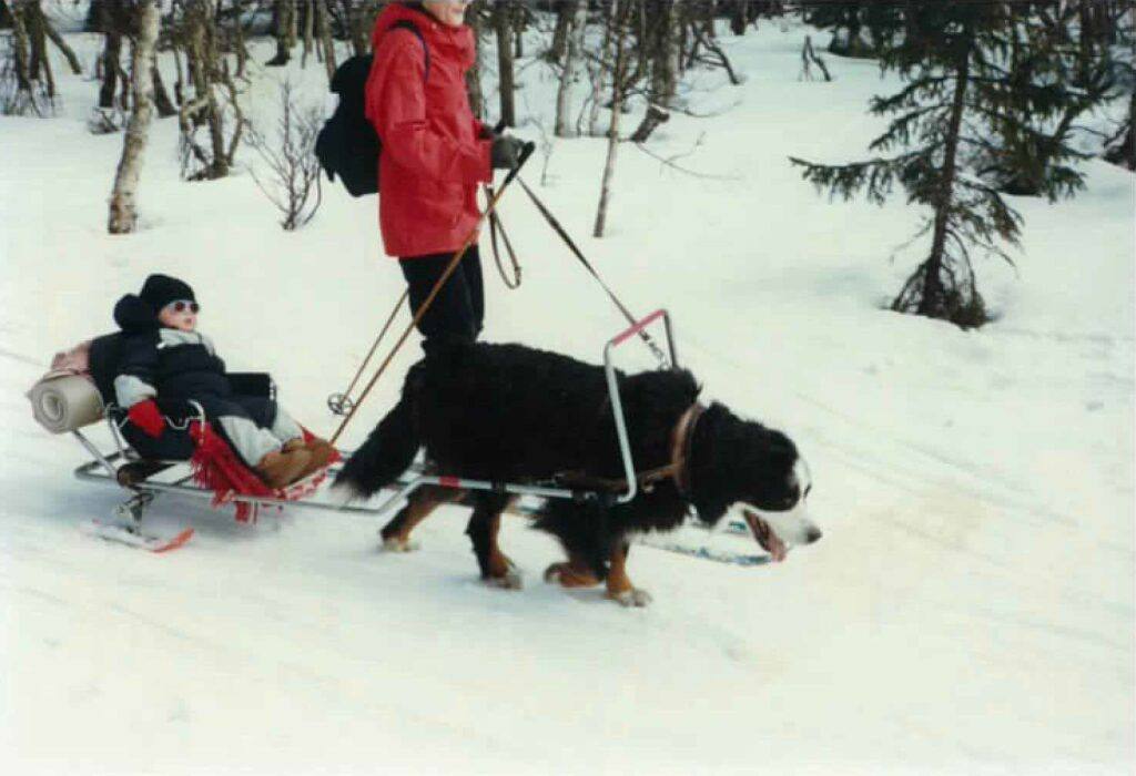 Ski sled for dog pulling | old picture in winter landscape